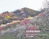 2023年4月　木下沢の梅林