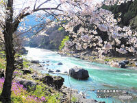 2022年4月　多摩川と桜