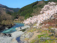 2023年3月　御岳渓谷と桜