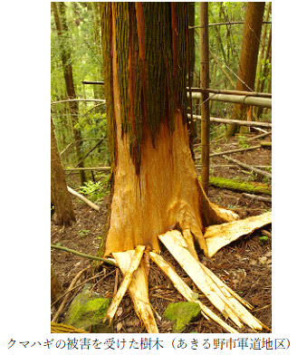 クマハギの被害を受けた樹木（あきる野市軍道地区）